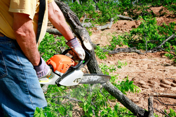 Trusted Sunland Park, NM Tree Service Experts